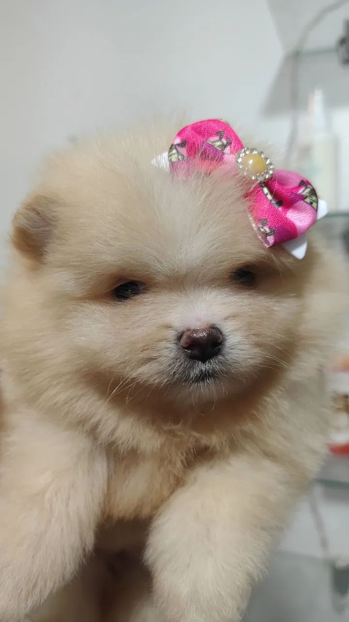Spitz alemão  - Foto 3