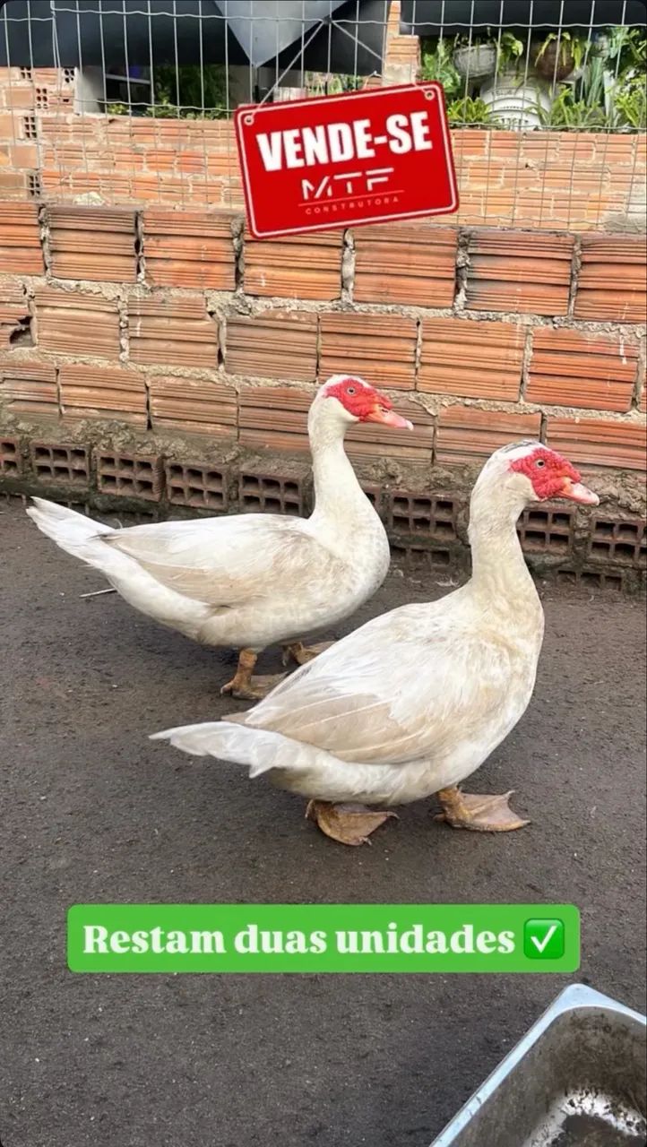 Patos - Foto 2