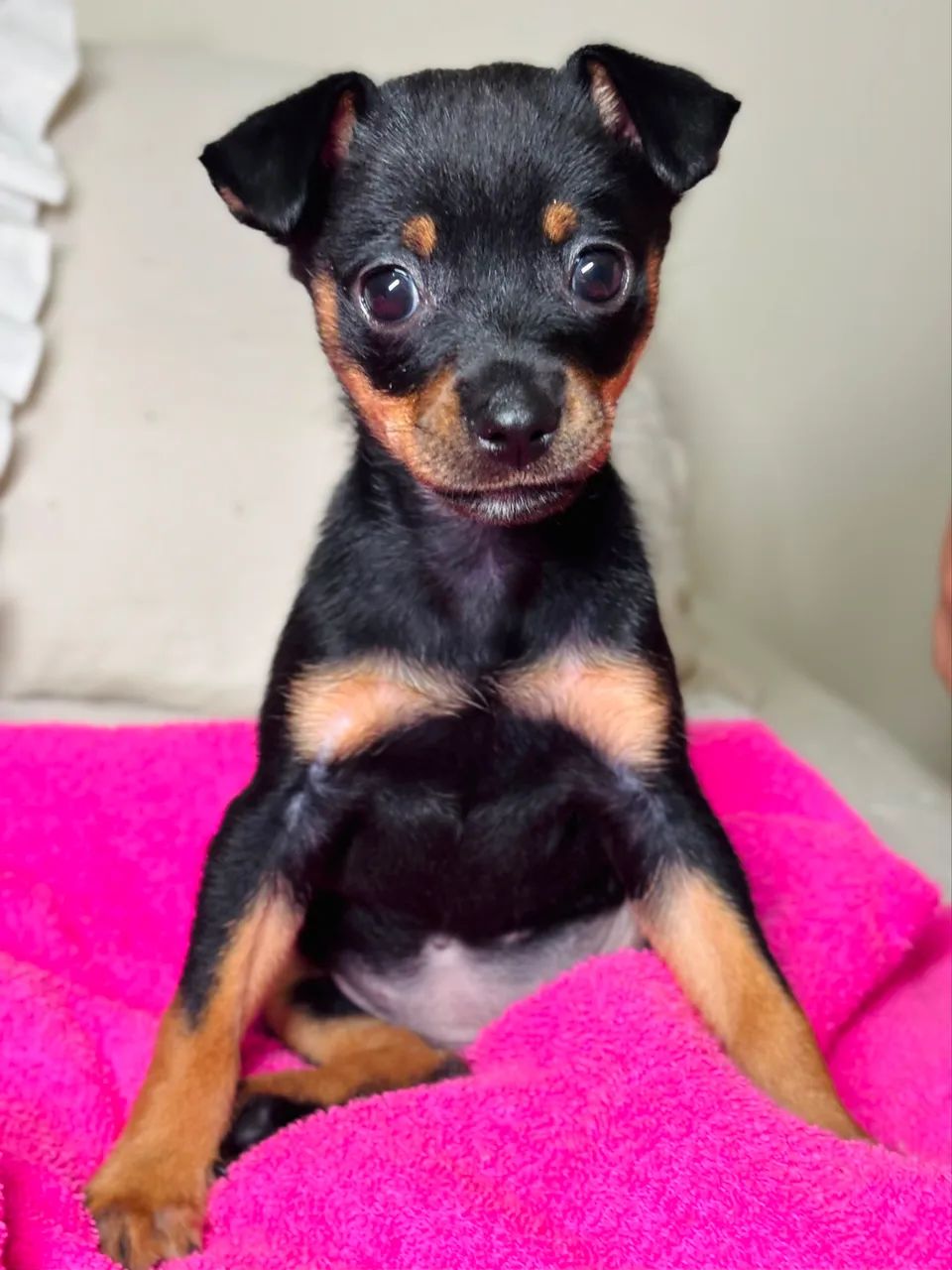 Pinscher