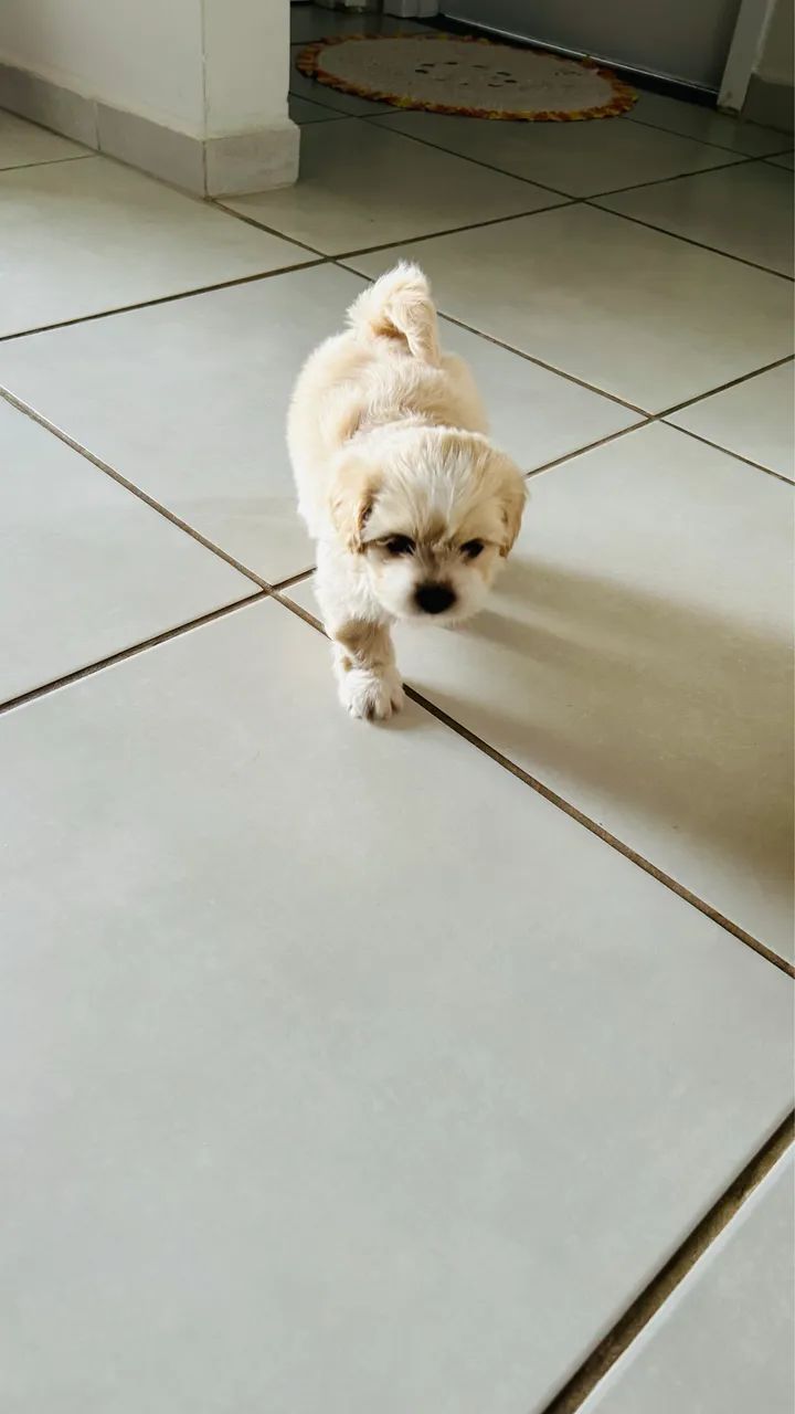Shihtzu  - Foto 4