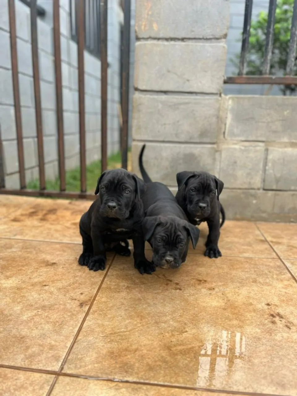 Filhote de Cane Corso