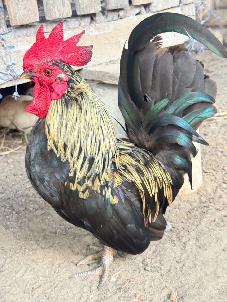 Nagazaki  - Foto 2