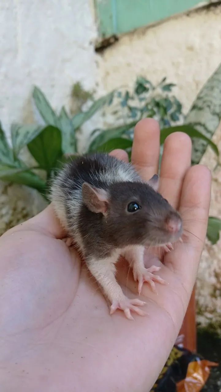 Ratos Twister  - Foto 4