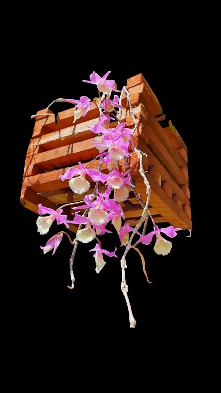 Orquídea Capuz de fada - Foto 2