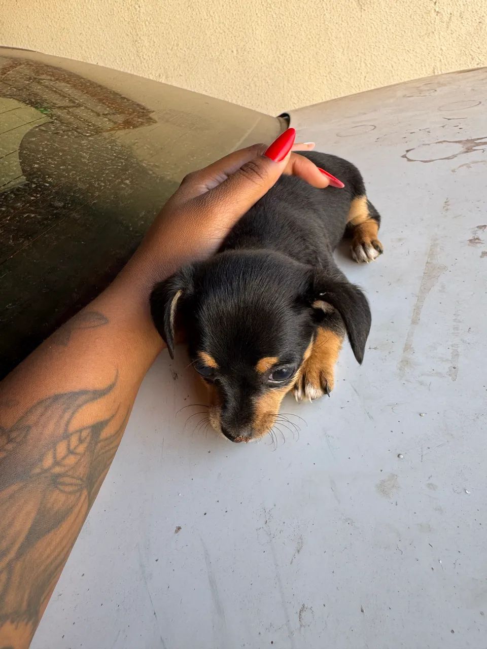 Pinscher fêmea 