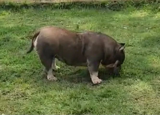 American Bully fêmea micro tri-blue  - Foto 3
