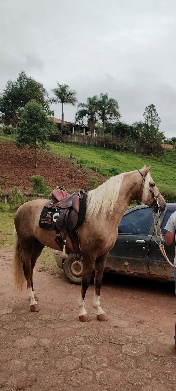 Cavalo garanhão a venda  - Foto 2