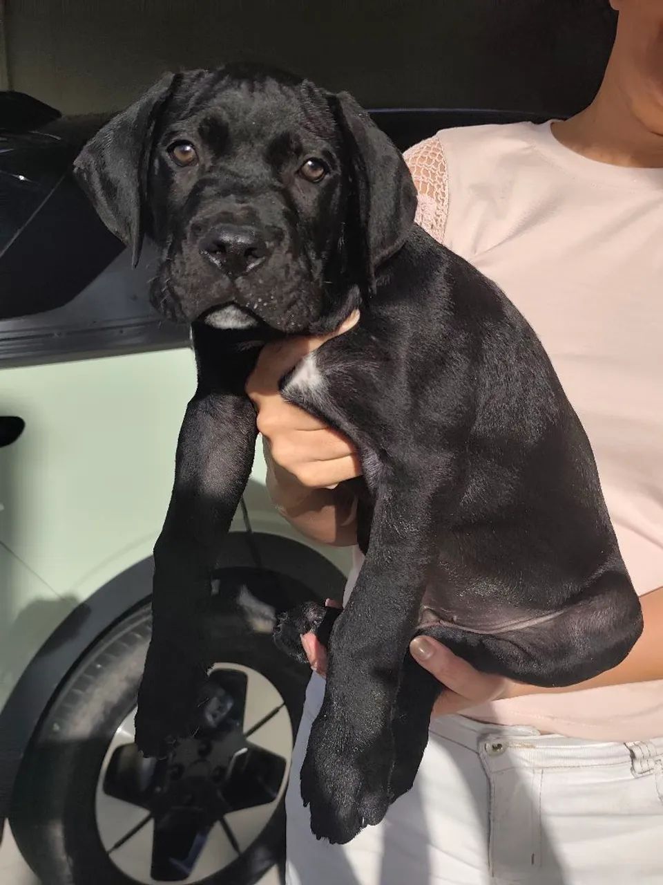 Cane Corso 