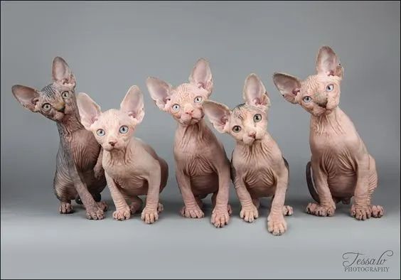 Sphynx  - Foto 2