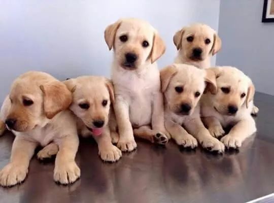 LABRADOR 