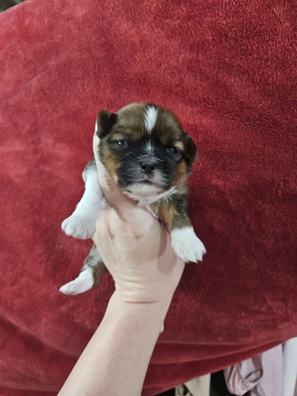 ShihTzu Macho  - Foto 2