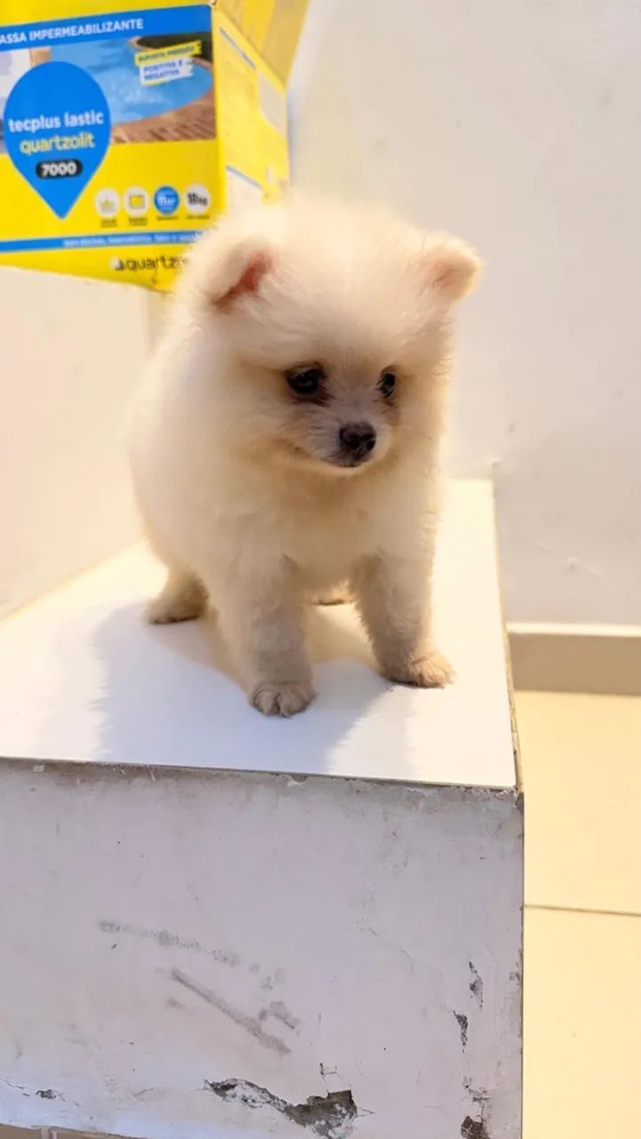 Spitz alemão macho  - Foto 5