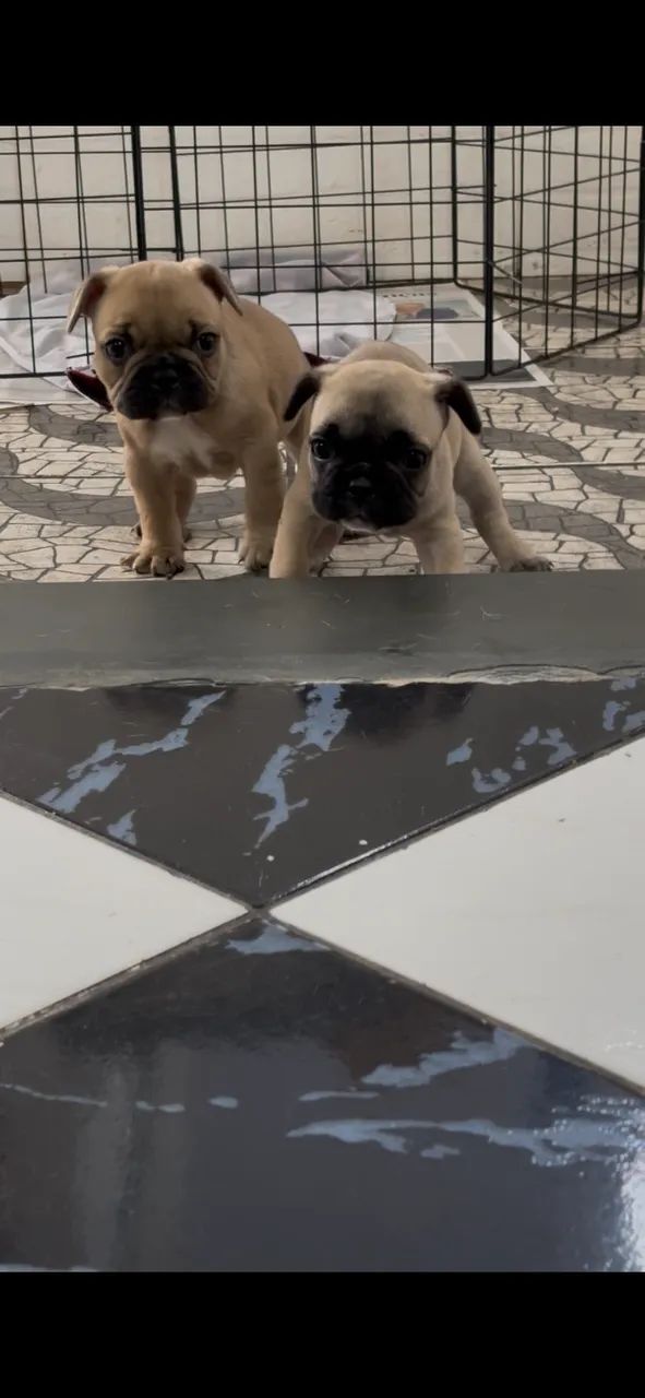 Cachorro 