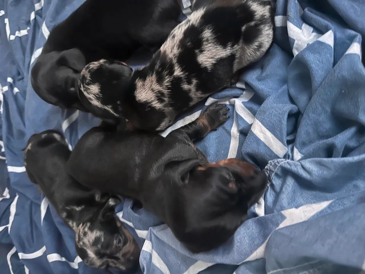 Cachorros salsichas 