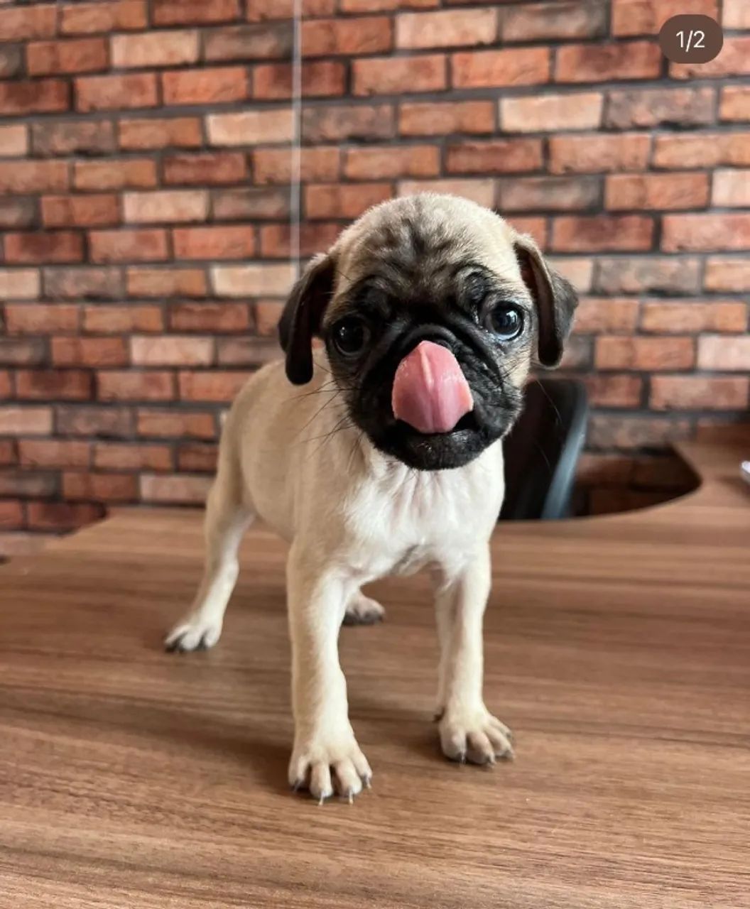 PUG ABRICOT