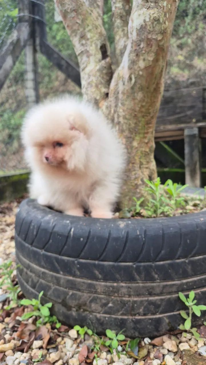 Cachorro 
