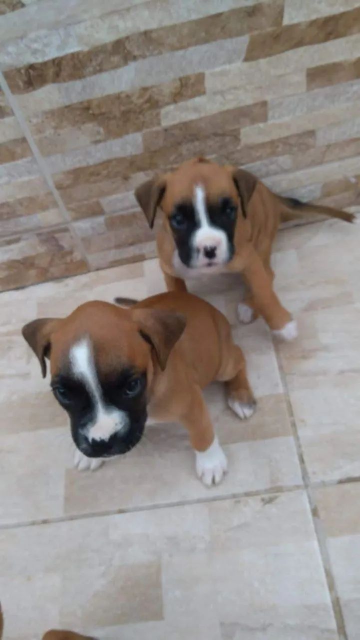 Boxer macho vacinados