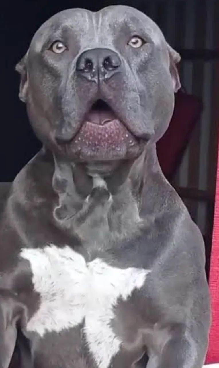 Cachorra Pitbull American Bully - Foto 2