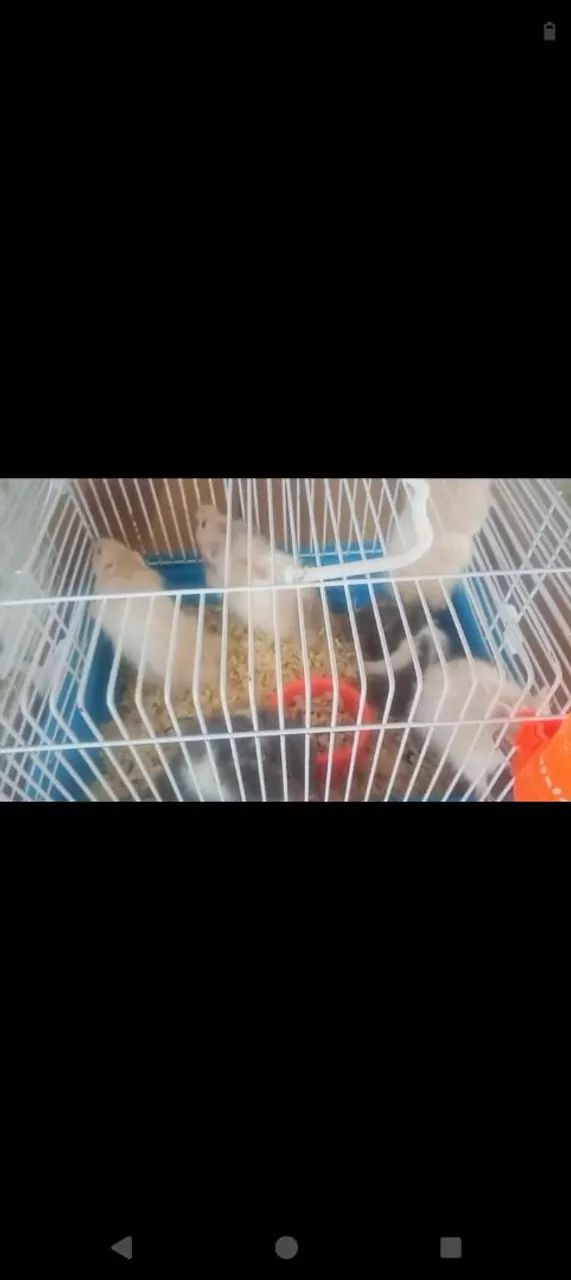 Hamster Sírio  - Foto 3