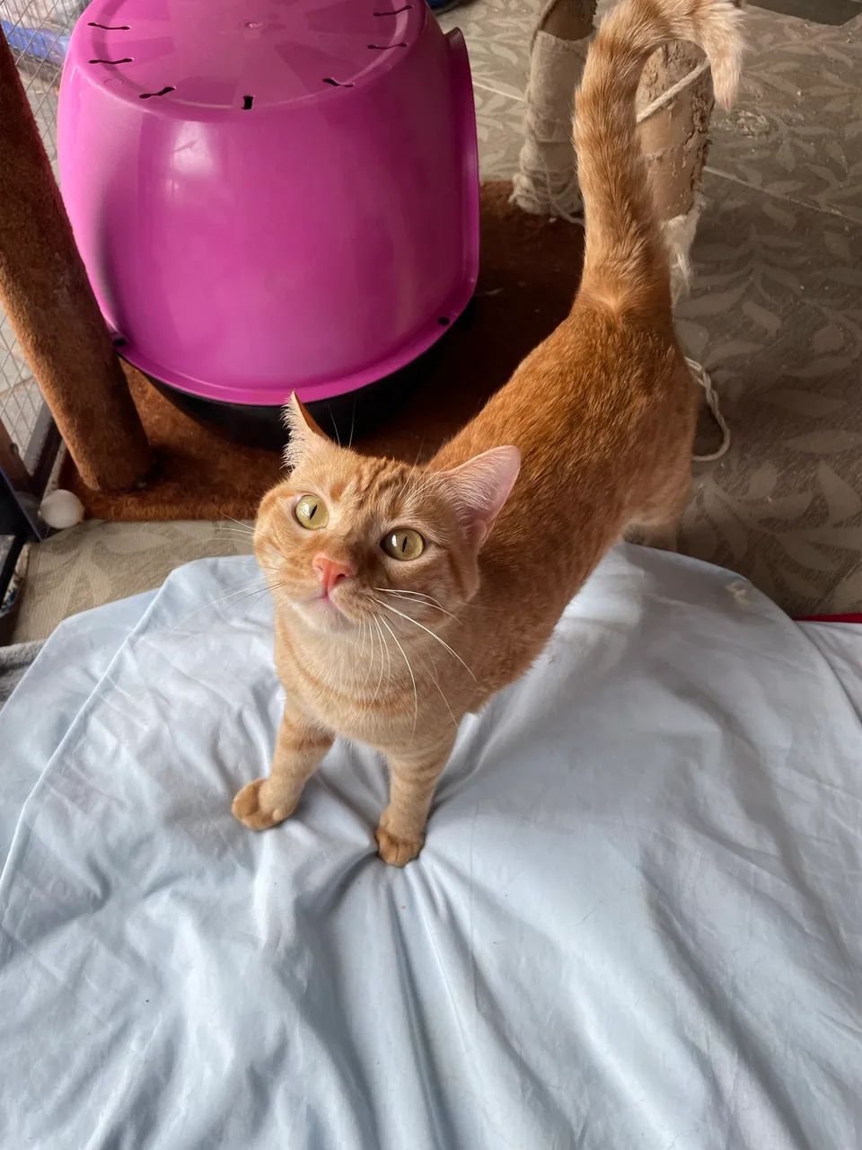 Gatos para adoção - São Paulo, Zona Norte - castrados/vacinados - Foto 4