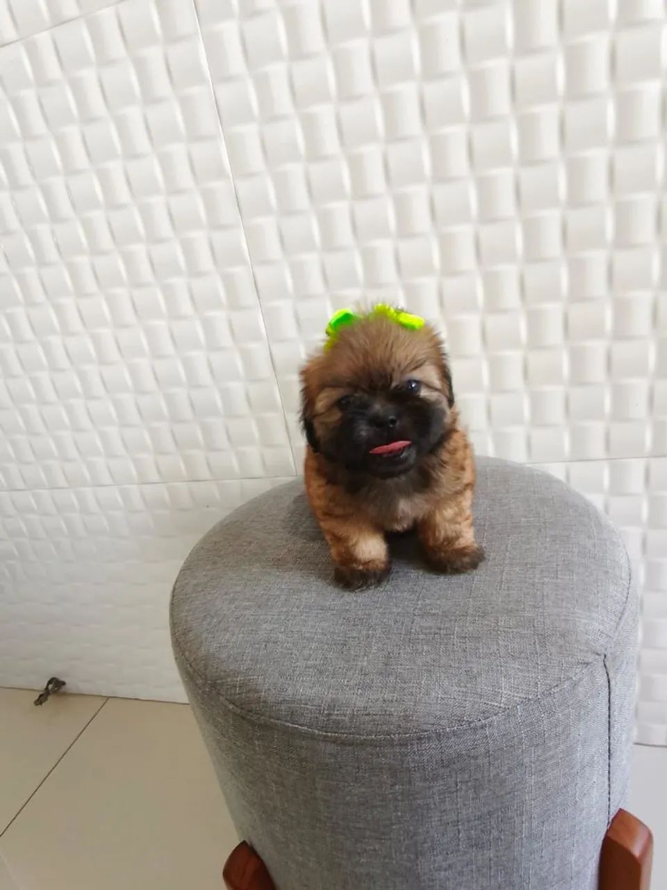 Shih Tzu europeu  - Foto 4