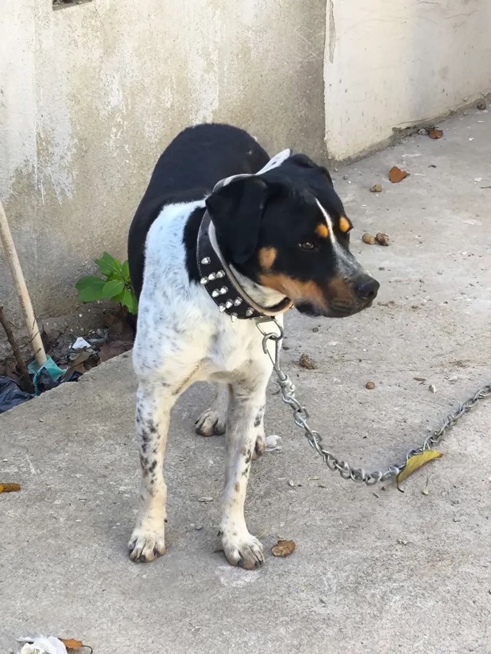 Doa-se Cão Bravo - Foto 2
