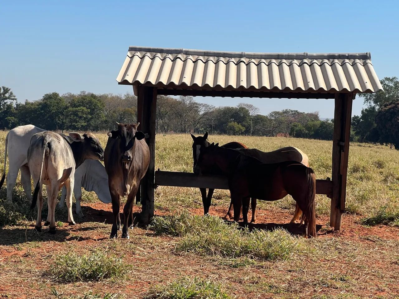 Sítio em Santo Expedito-SP - Foto 2