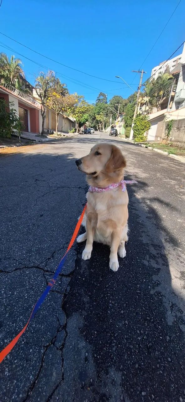 Golden retriever  - Foto 3