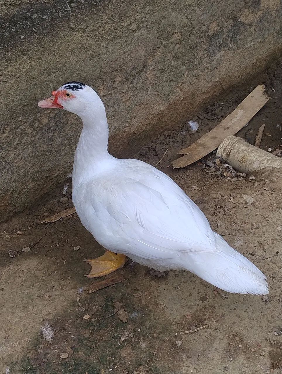 PATOS JOVENS E SAUDÁVEIS 
