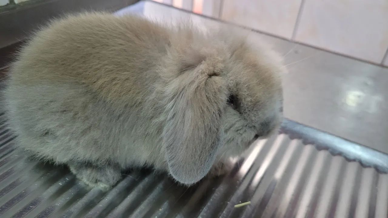 Mini Coelhos Fuzzy lop  - Foto 3