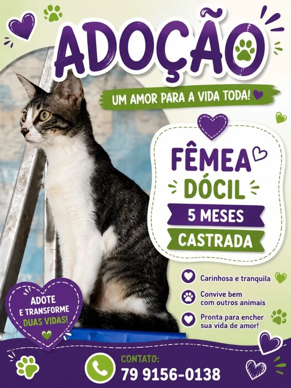 Gatinhos para adoção responsável 