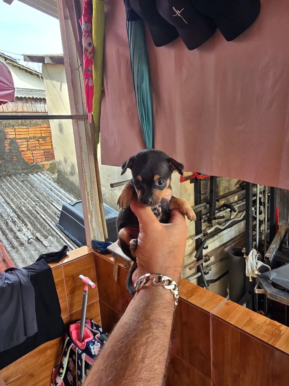 Pinscher macho número 1
