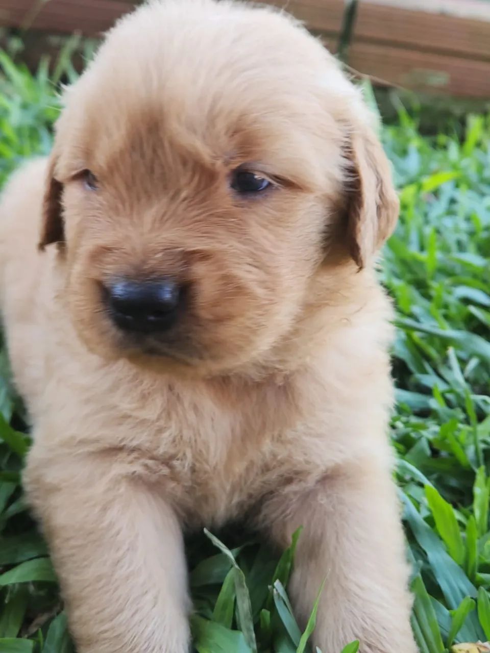 Filhote fêmea de Golden Retriever RS