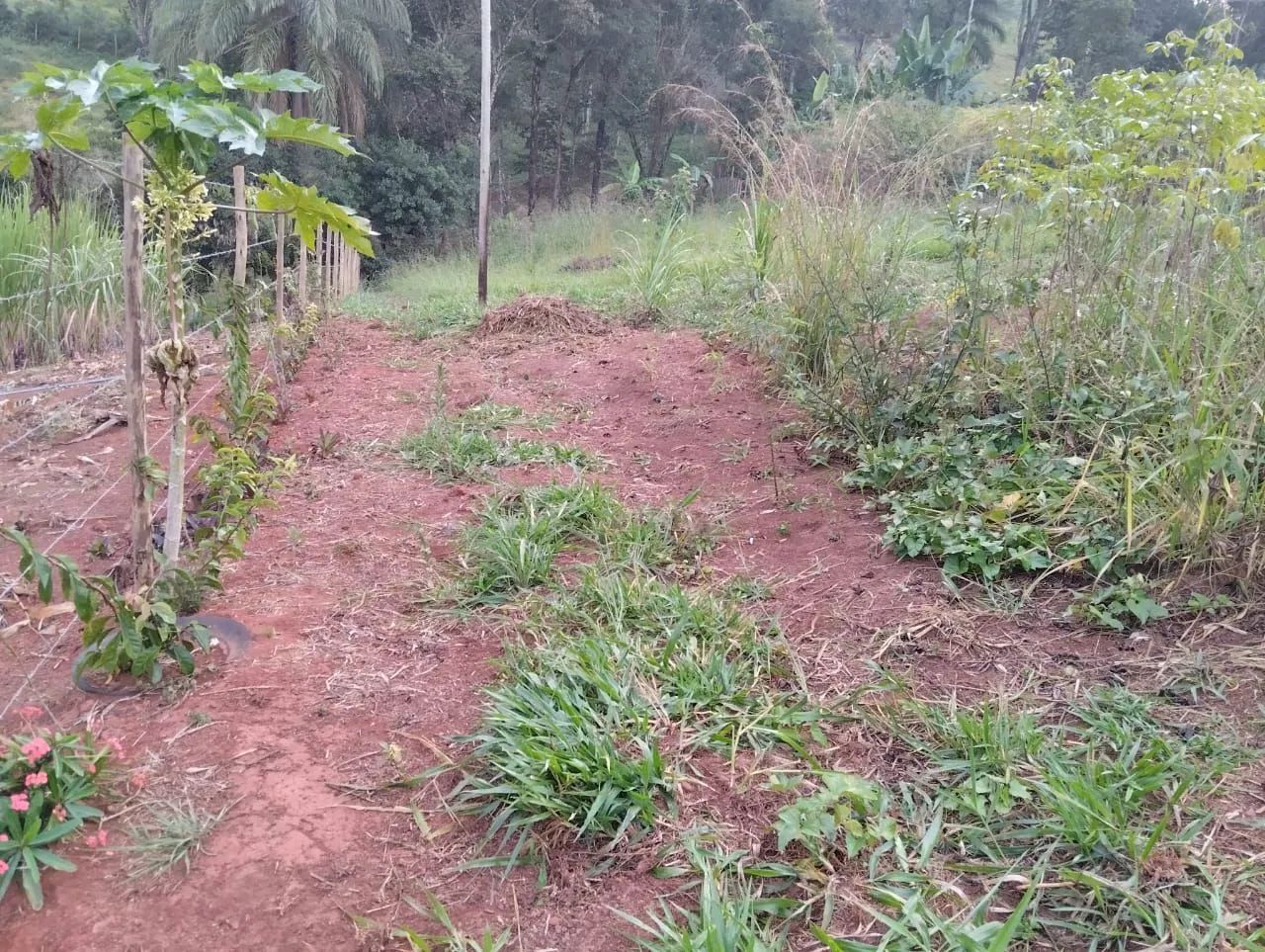 Chácara em itatiaiuçu  - Foto 5