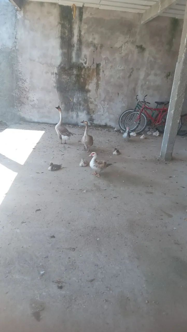 Patos 