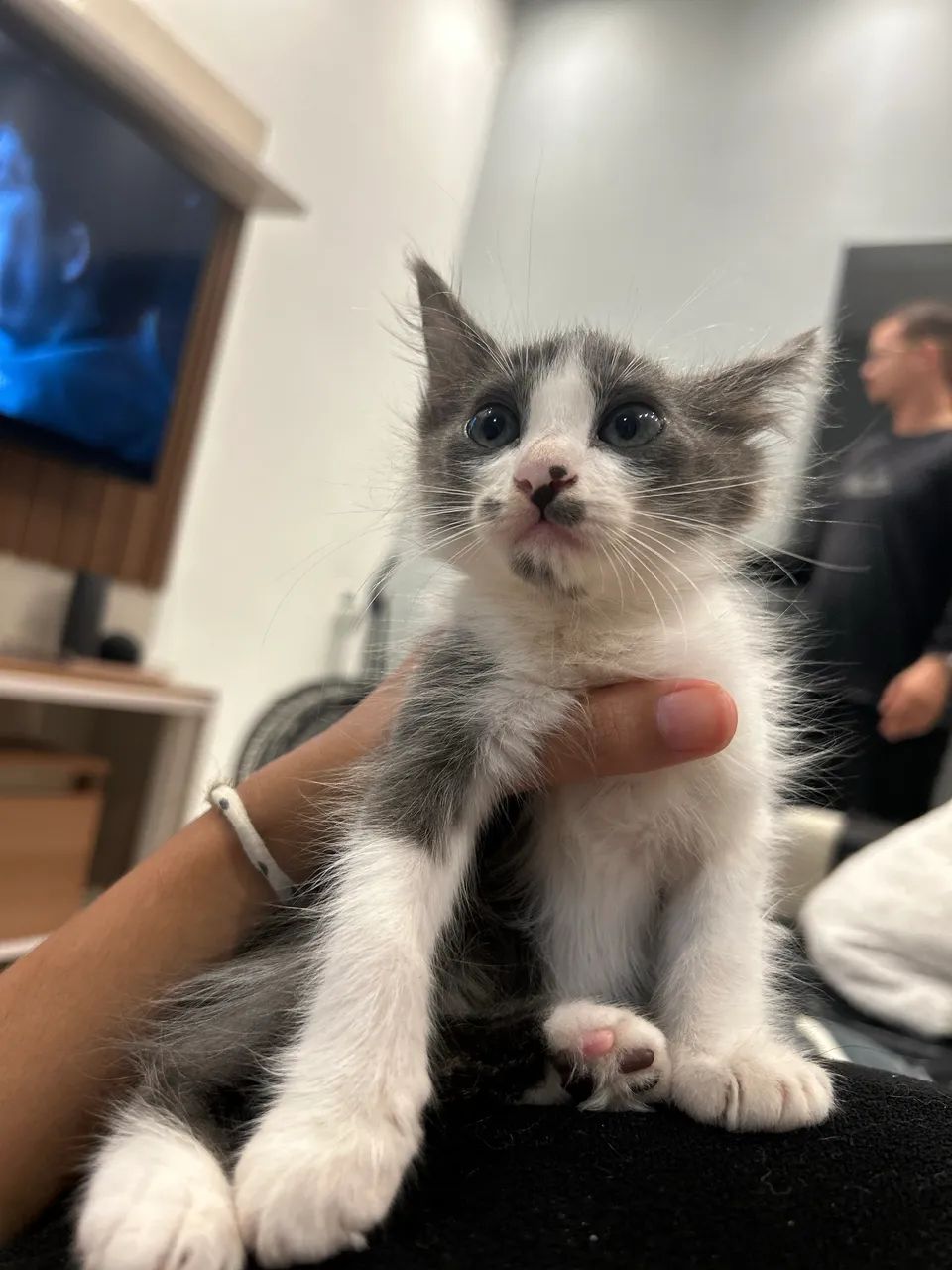 Adoção responsável  - Foto 4