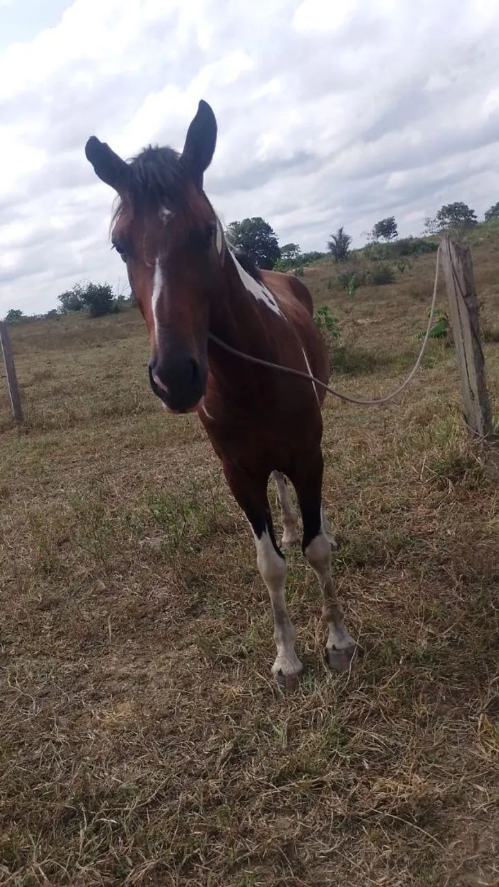 Venda de poldos e égua. - Foto 4