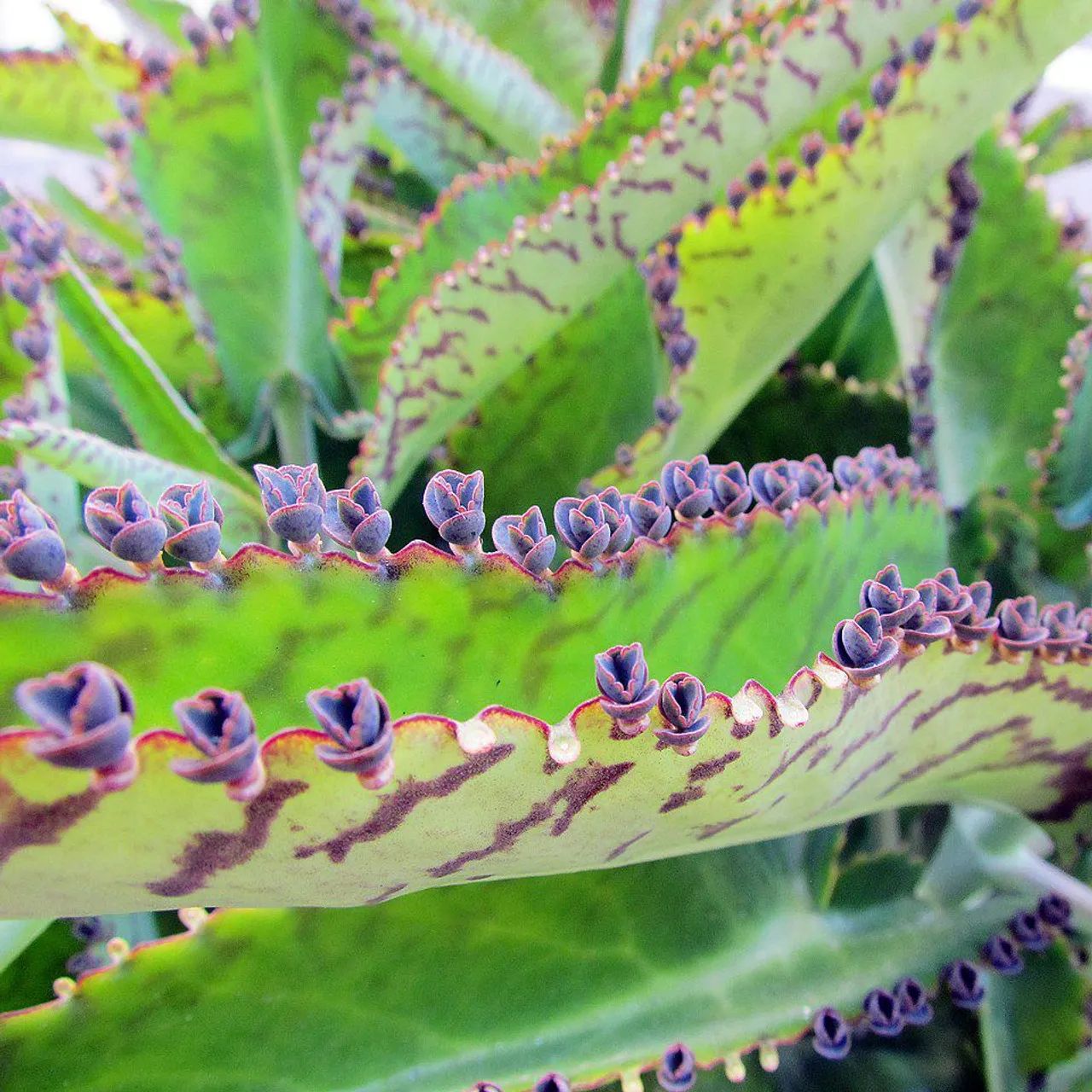Suculenta - Foto 2