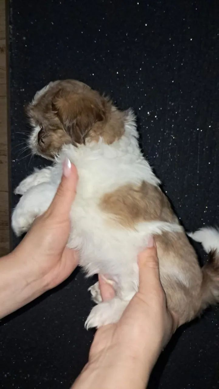 Shitzu mini macho  - Foto 3