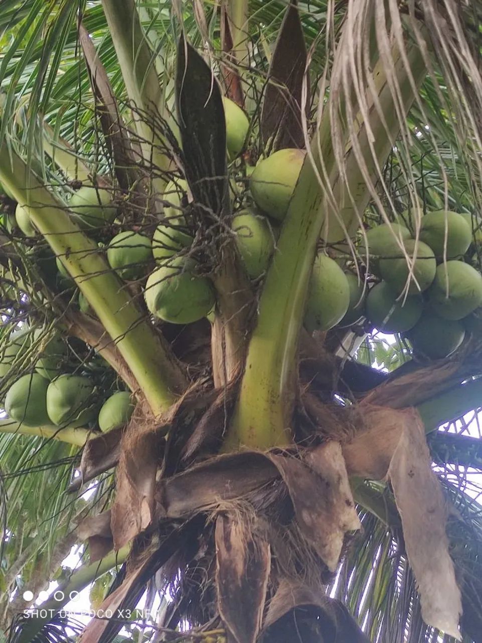 Vendo uma bela chácara. Em Salgado. Povoado Abóbora.  - Foto 3
