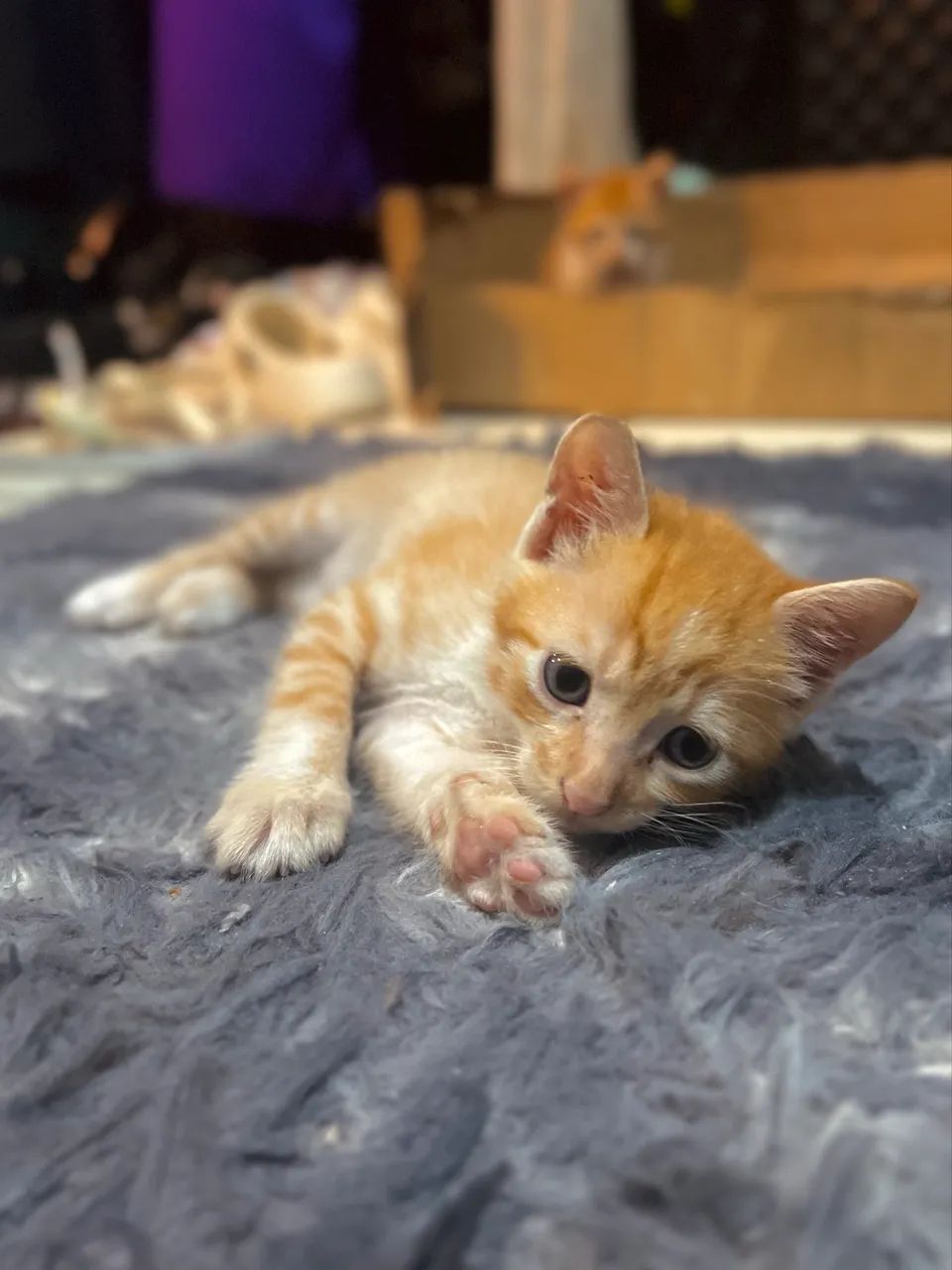 Doação de gatinho macho laranja  - Foto 2