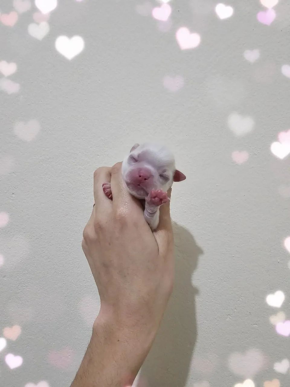 Chihuahuas - Foto 2