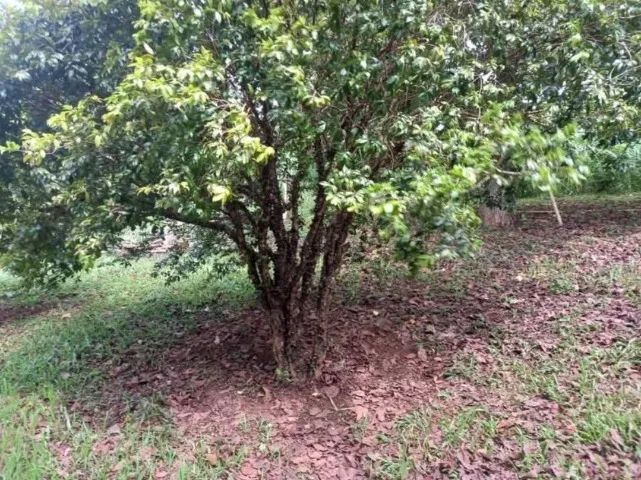 sitio em silvianópolis MG com 30 mil m² - Foto 2