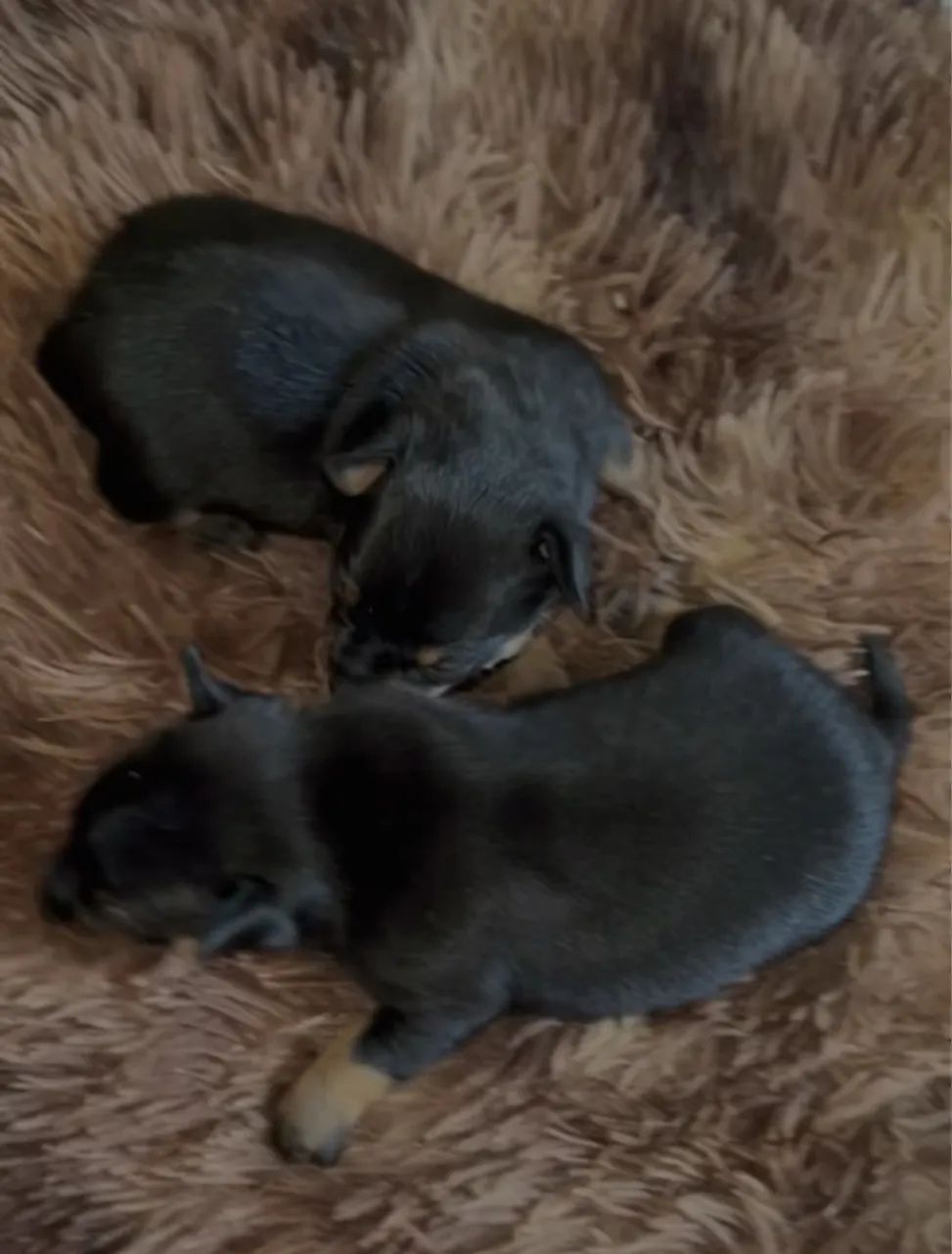 Cachorro pincher  - Foto 2