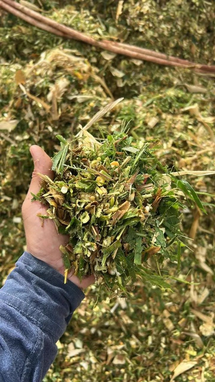 Silagem de Milho Planta Inteira! - Foto 2