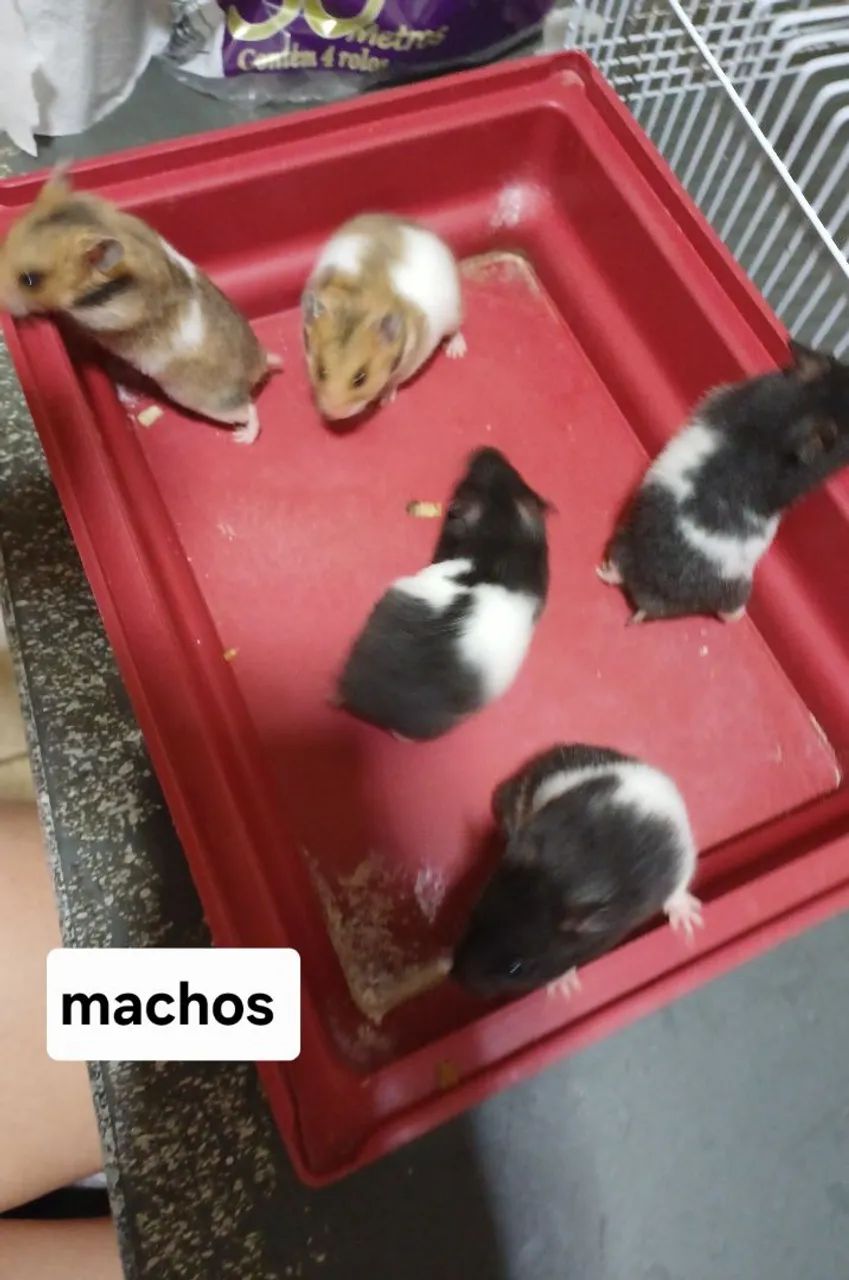 Hamster Sírio 415080000604743683