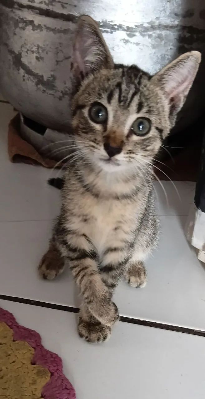 Gatos