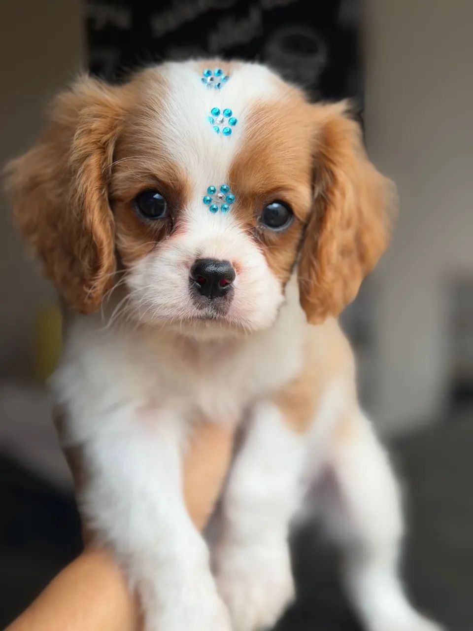 Cavalier king