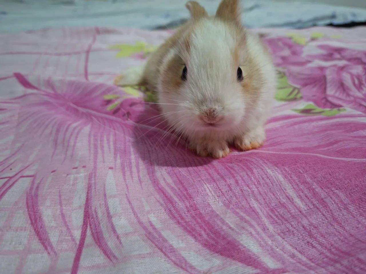 Vende-se um coelhinho - Foto 3