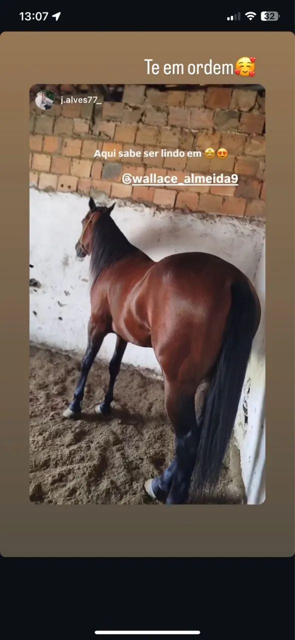Cavalo de vaquejada - Foto 3